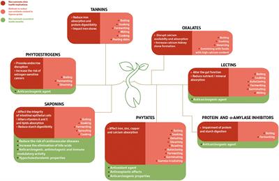 Widening the Perspectives for Legume Consumption: The Case of Bioactive Non-nutrients